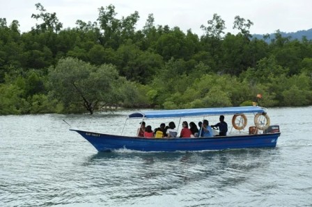 Private Mangrove Tour in Langkawi 2 Hours